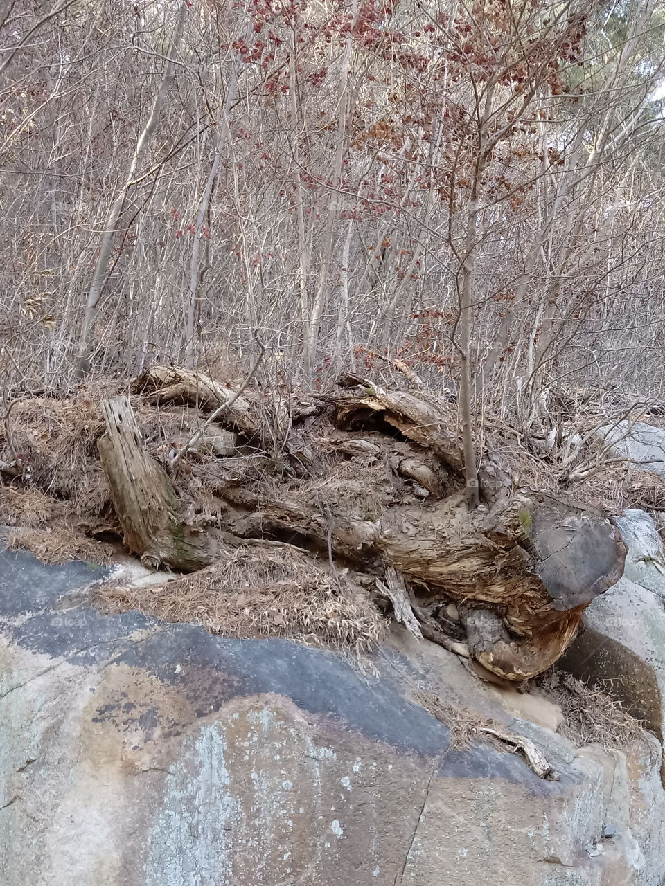 A Dragon at the woods.

as im walking at the woods this tree trunk catched my eyes . its shape is different from others. its laying down on top of the big rocks beside the street where i am standing infront of the river.