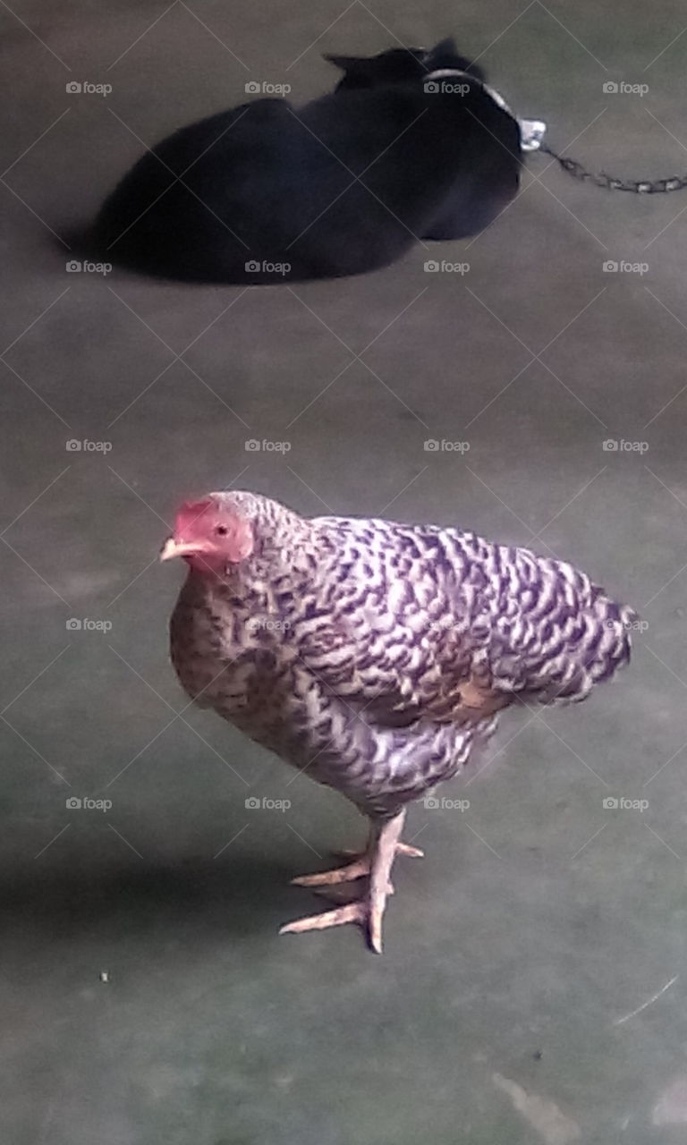 Assam's hen