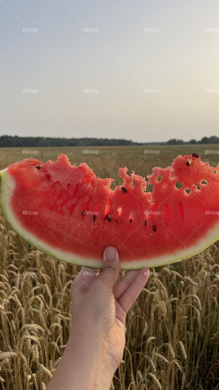 Summer, field,watermelon, sun, sunset 