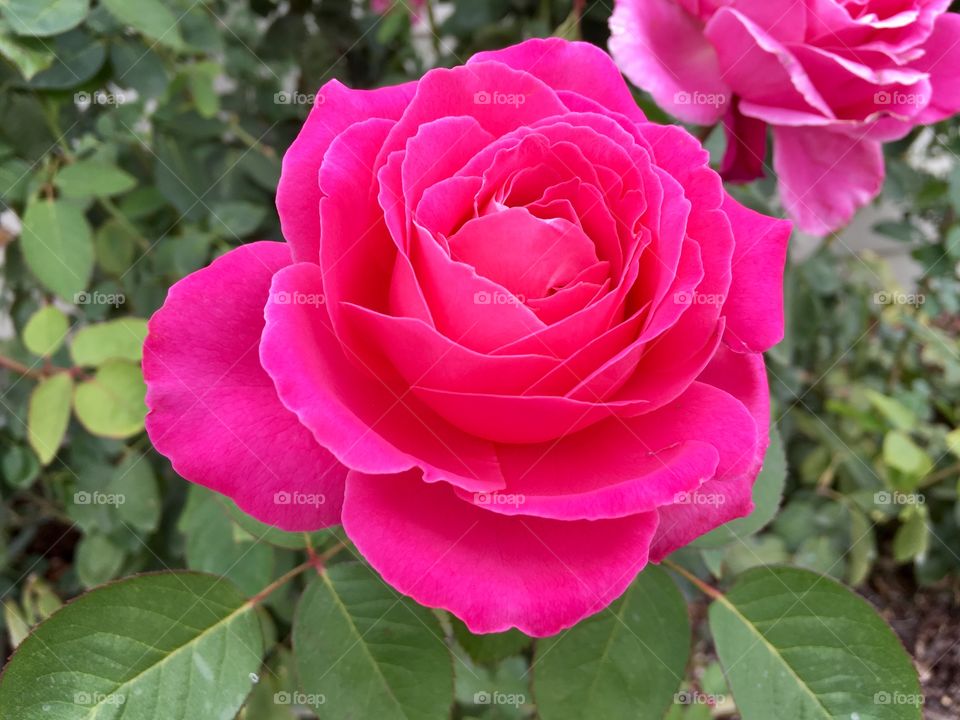 Brilliant pink roses 