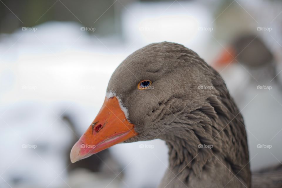 Portrait of a goose . Close up shot of a goose head 