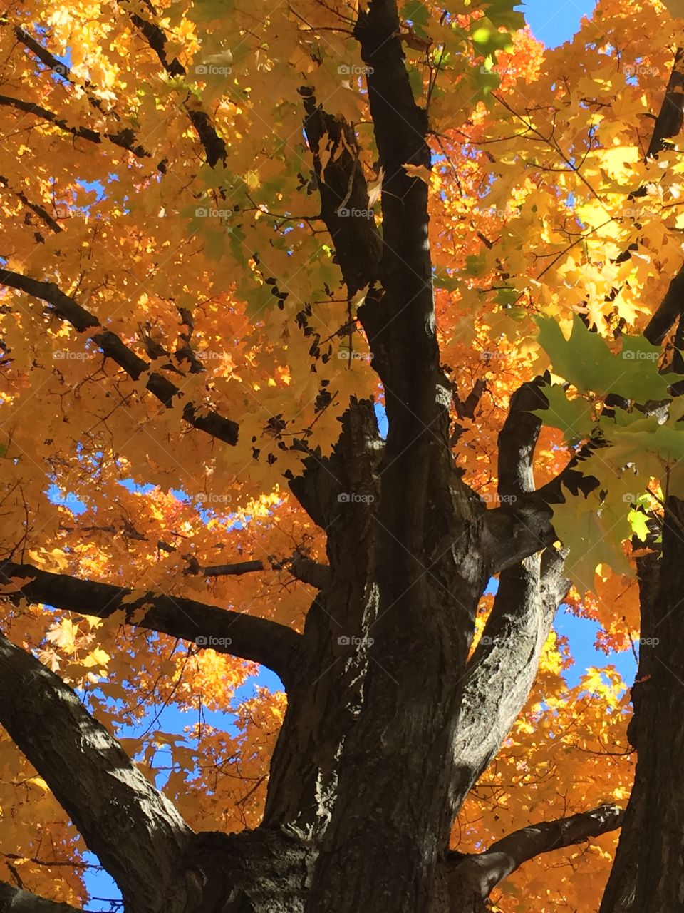 Fall color. Fall in Chicago 