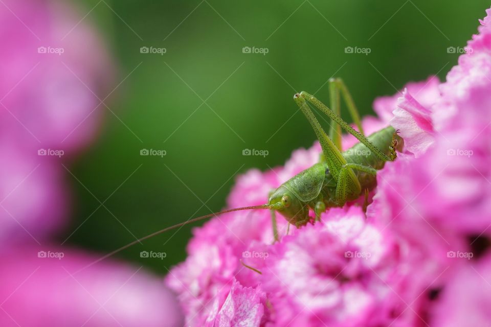 Great green bush-cricket on flower