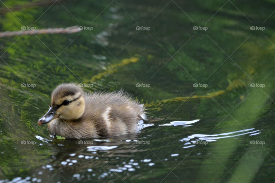 Baby Duck, Mallard swimming in Pond