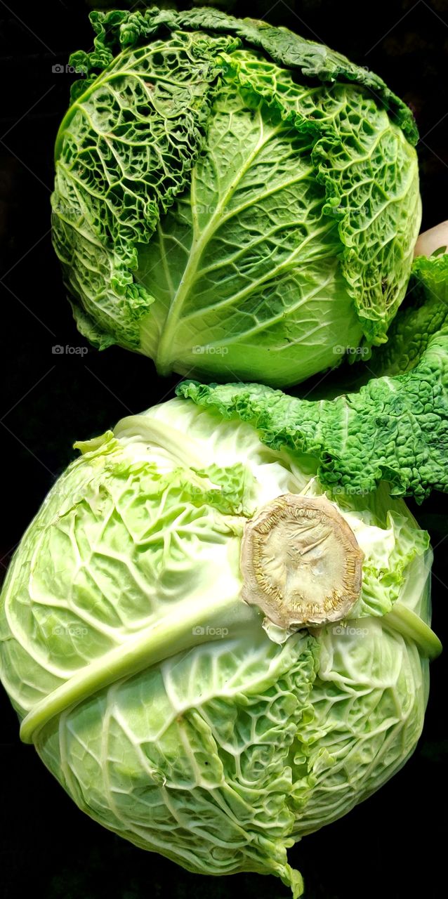 Cabbage