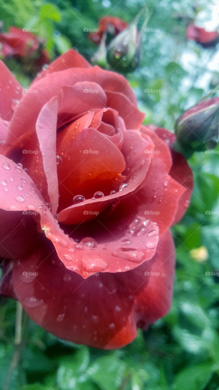 Rainy Rose Ridges
