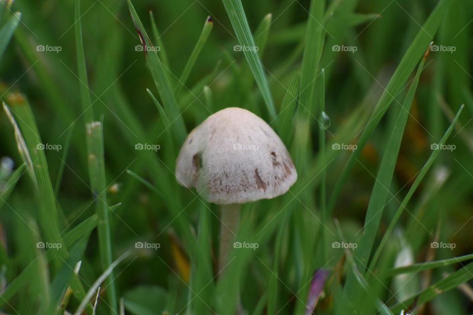 Out and about! I’m enjoying shooting macro photos! So many beautiful things in the micro world! Look at this precious mushroom.