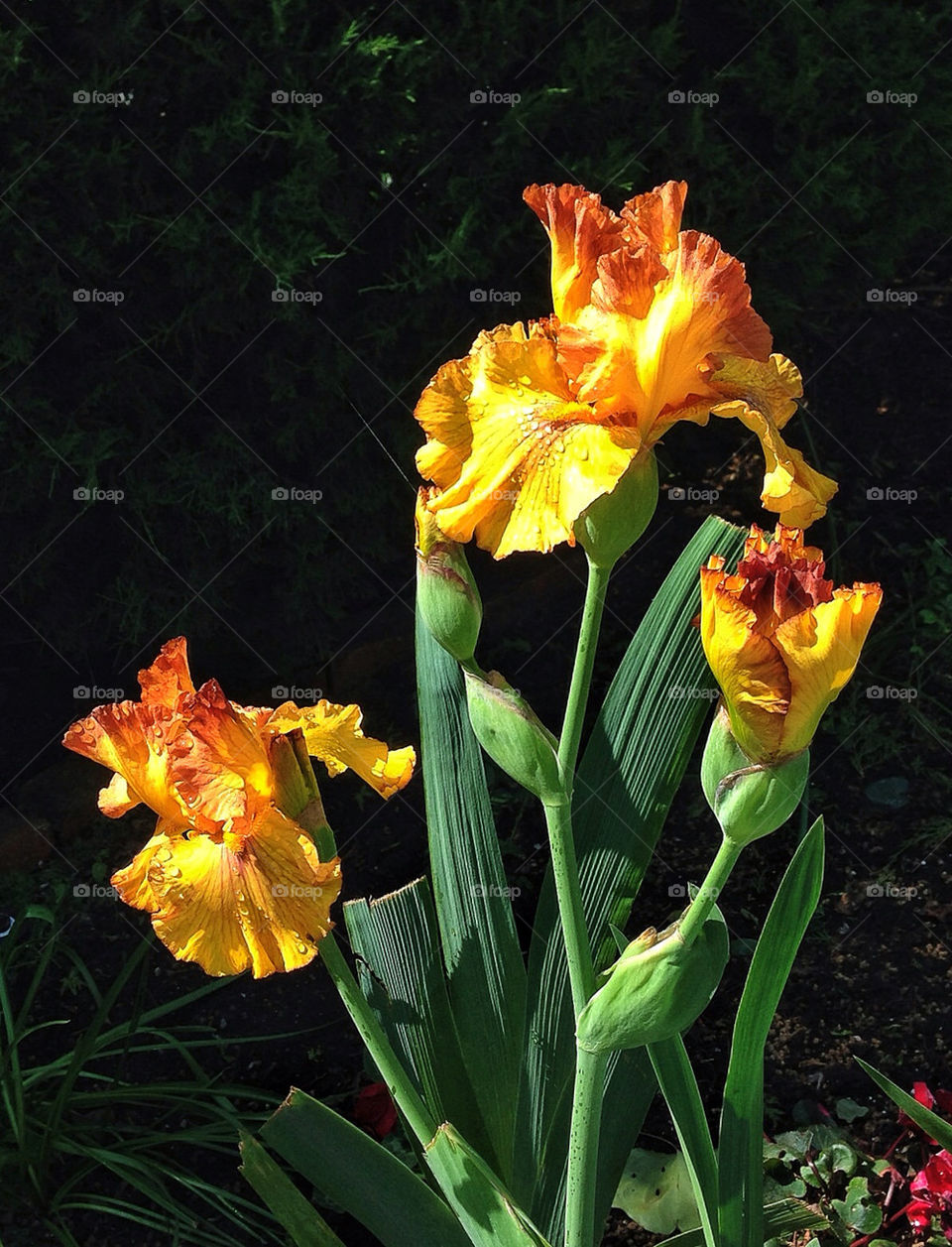 Golden Irises