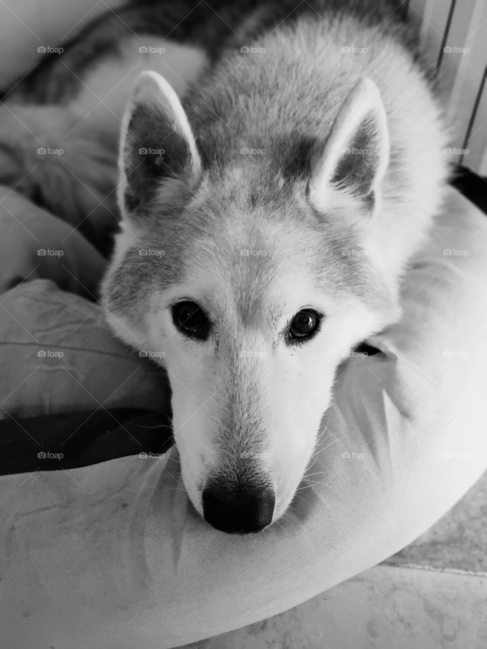 sguardo della fedeltà