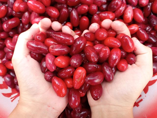 red dogwood berries in hands.