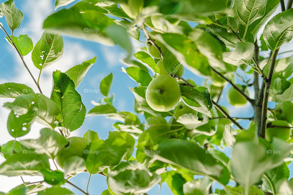 Apple tree with green apple
