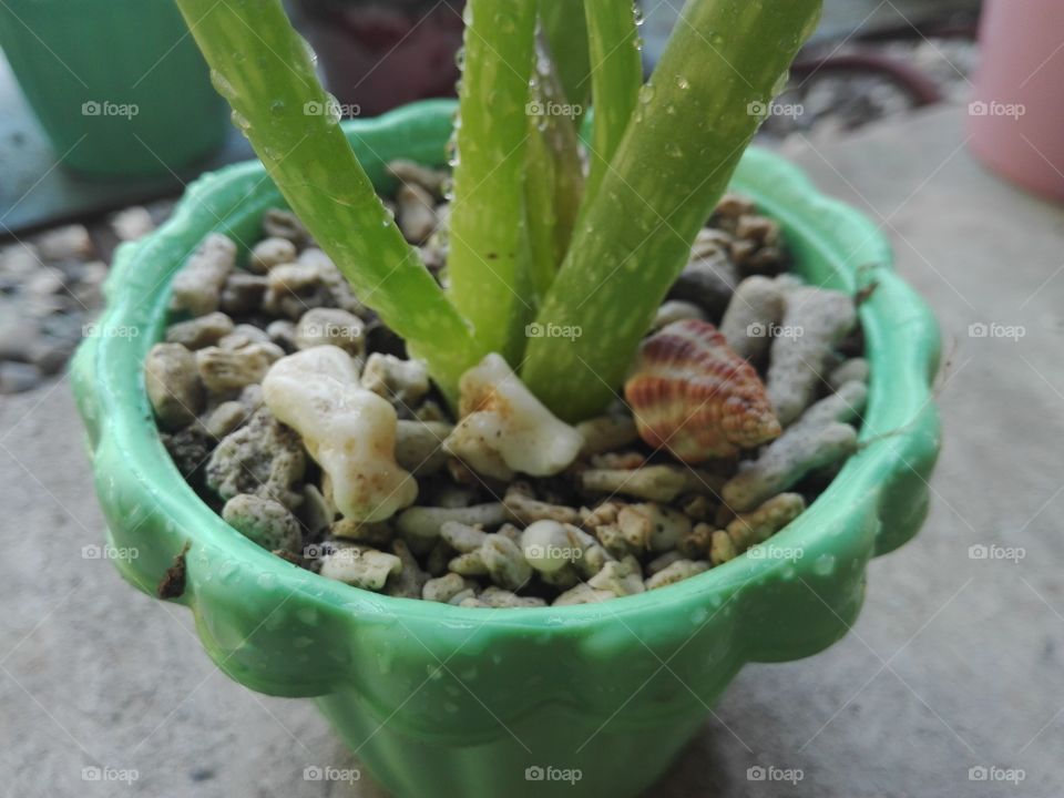 shells in a pot