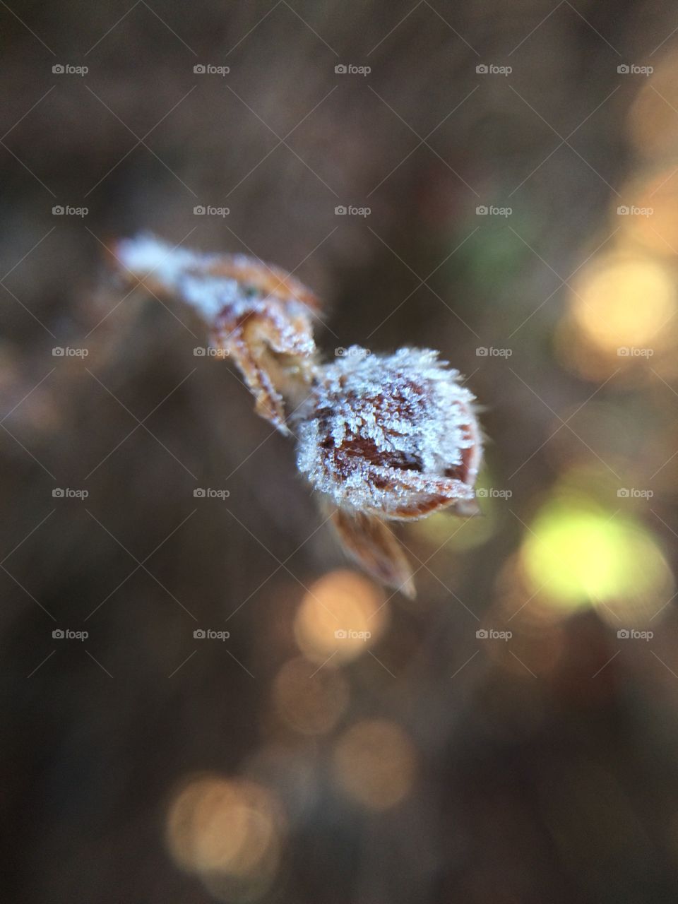 Close-up of frozen bud