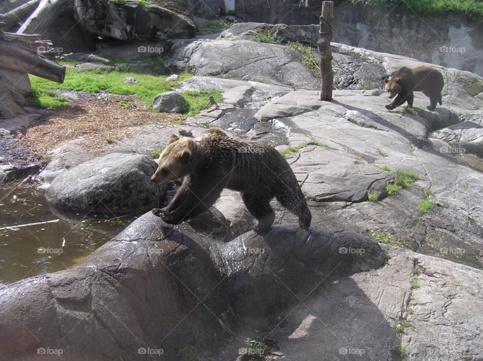 animal skansen bear stockholm by MagnusPm