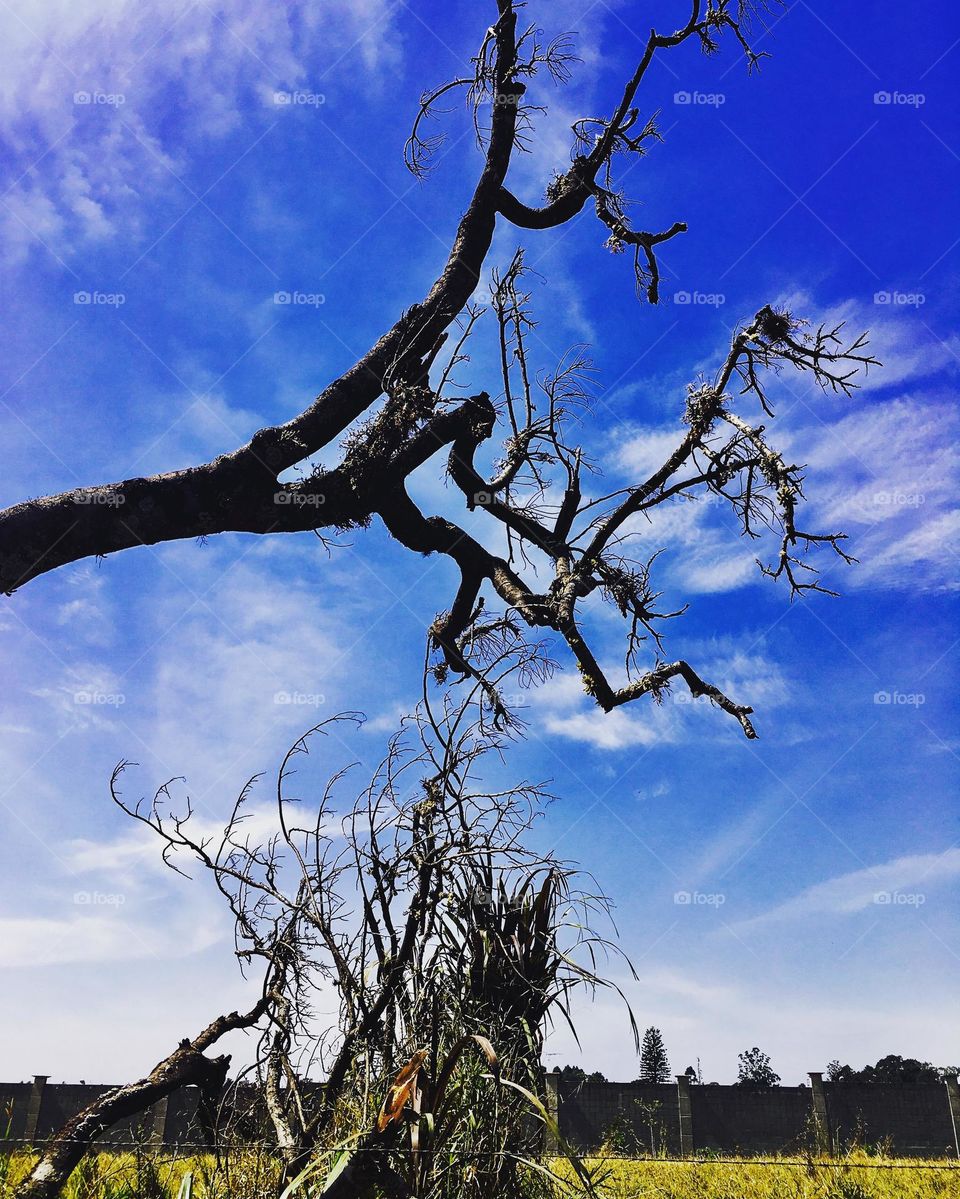 🇺🇸 Between trees, the blue sky rises so beautiful for another day of life. That nature inspires us in this daily toil… / 🇧🇷 Entre árvores, surge o céu azul tão bonito para mais um dia de vida. Que a natureza nos inspira nesta labuta diária…