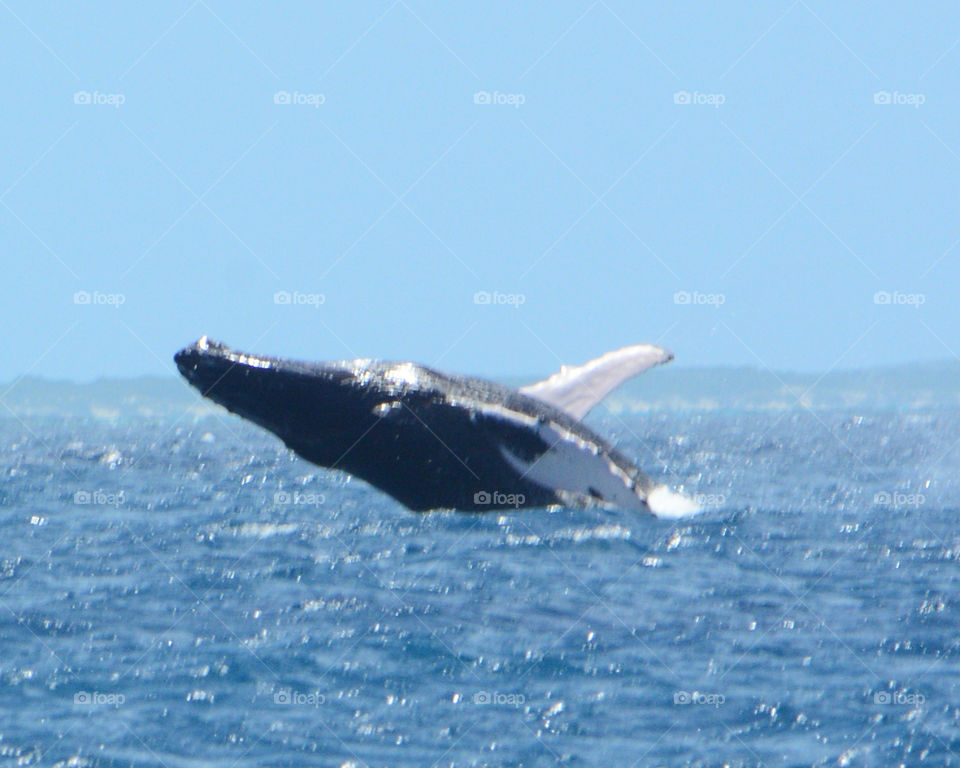 Humpback Whale surfaces off the coast of Grand Turk