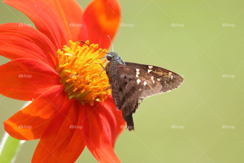 Long Tailed Skipper Butterfly 