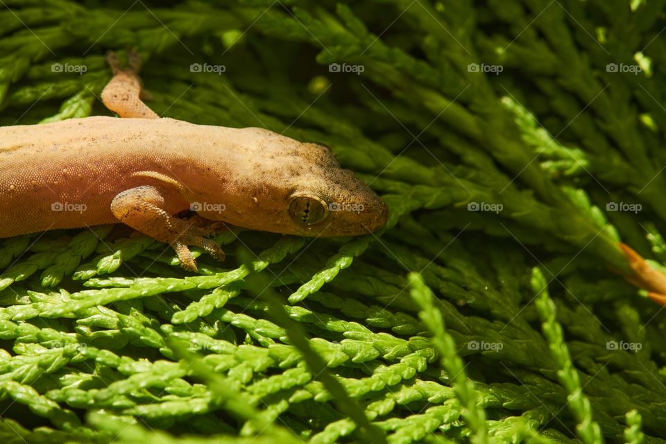 Common gecko on a pine tree leaves close up top view