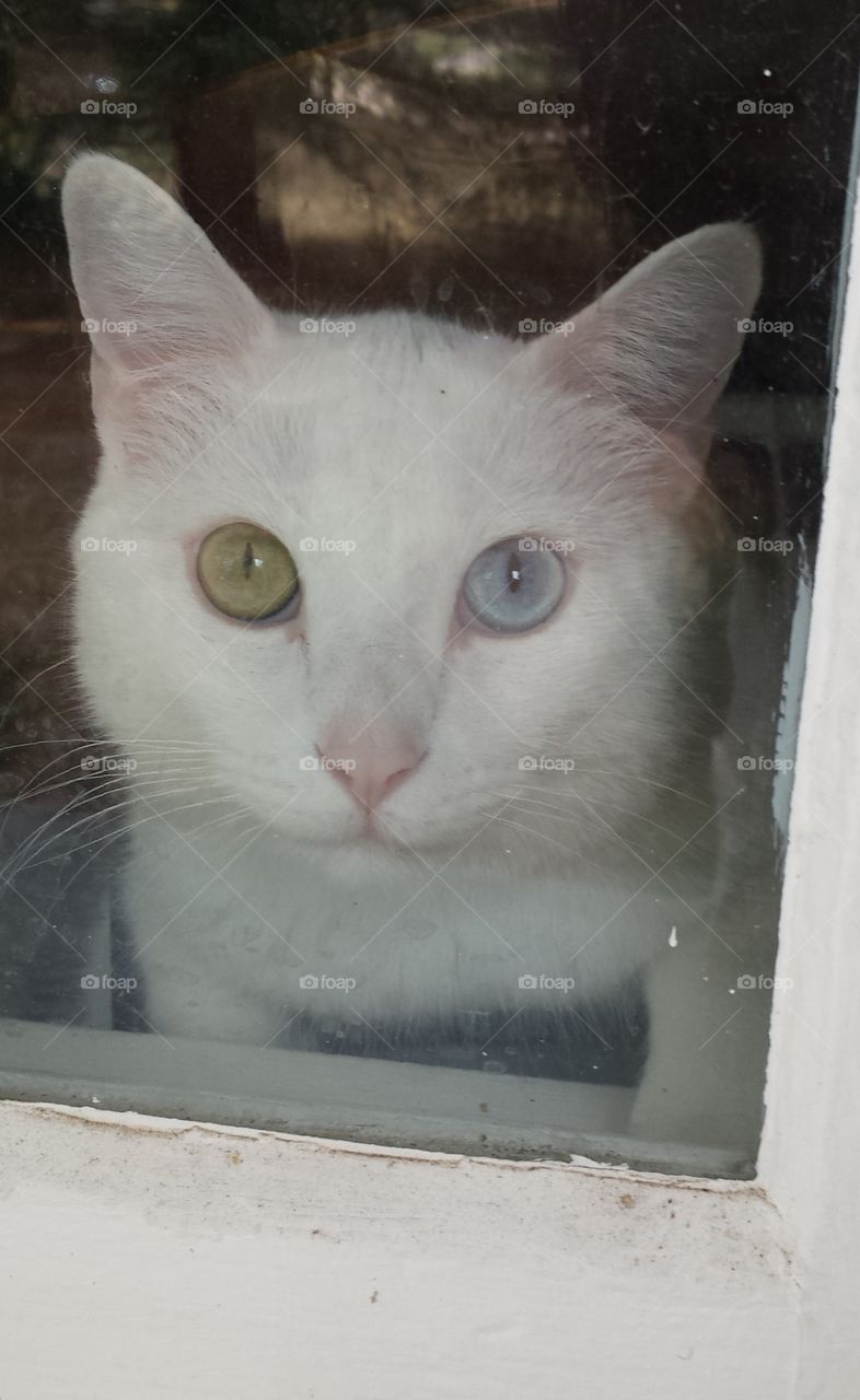 white cat through window, odd-colored eyes 2