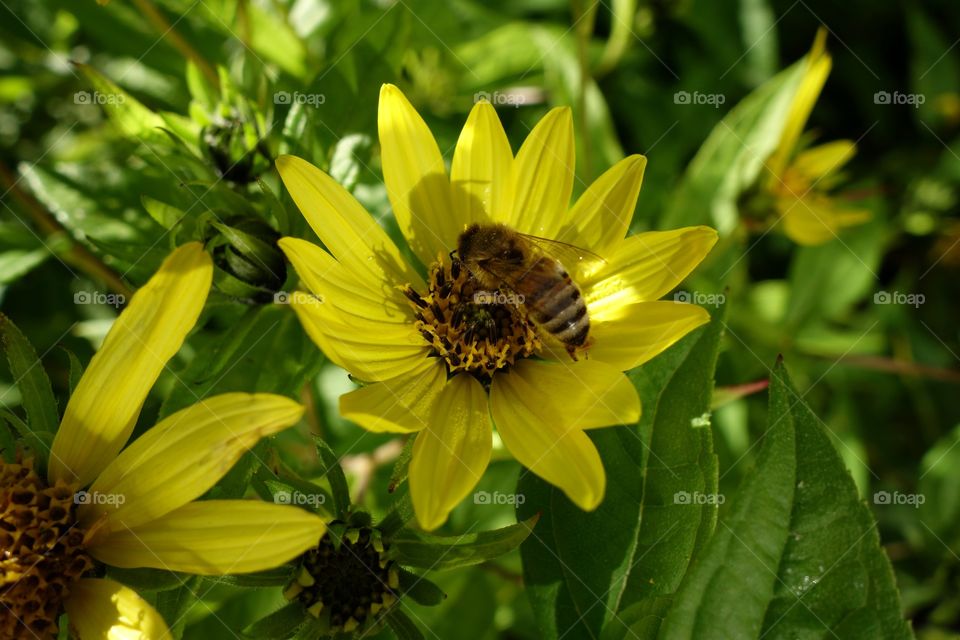 High angle view of bee and sunflower