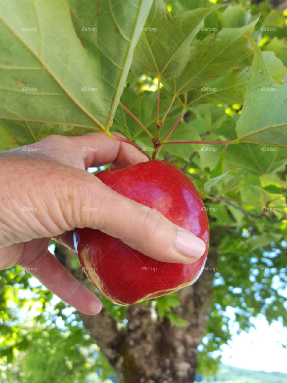 taking Apple off tree