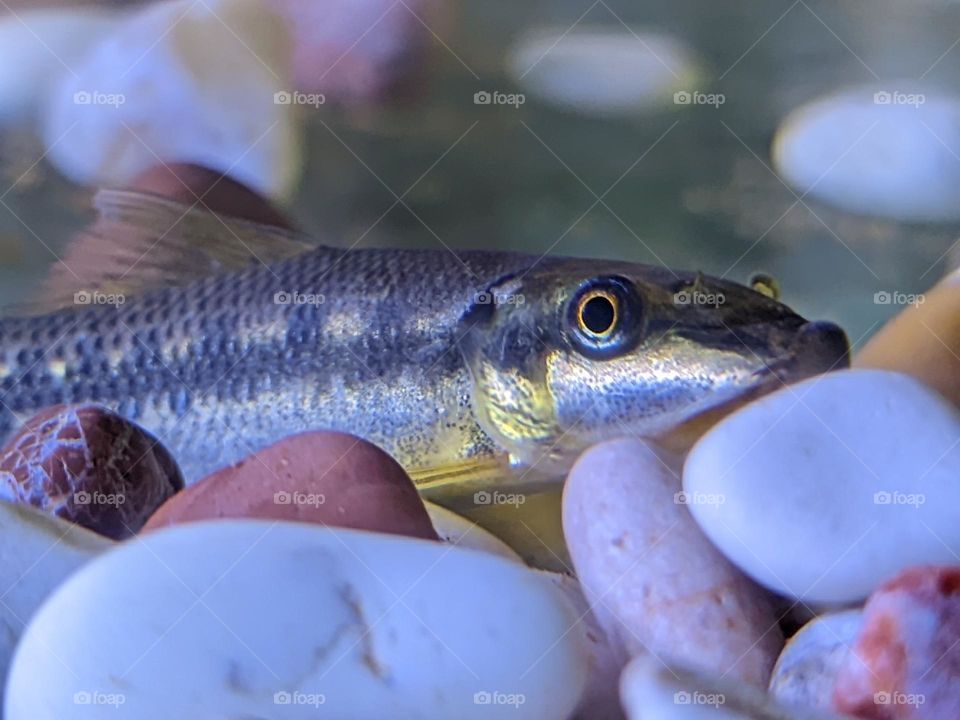 fish in an aquarium