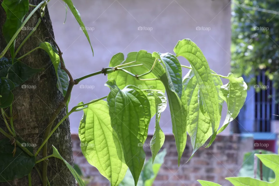 super green
