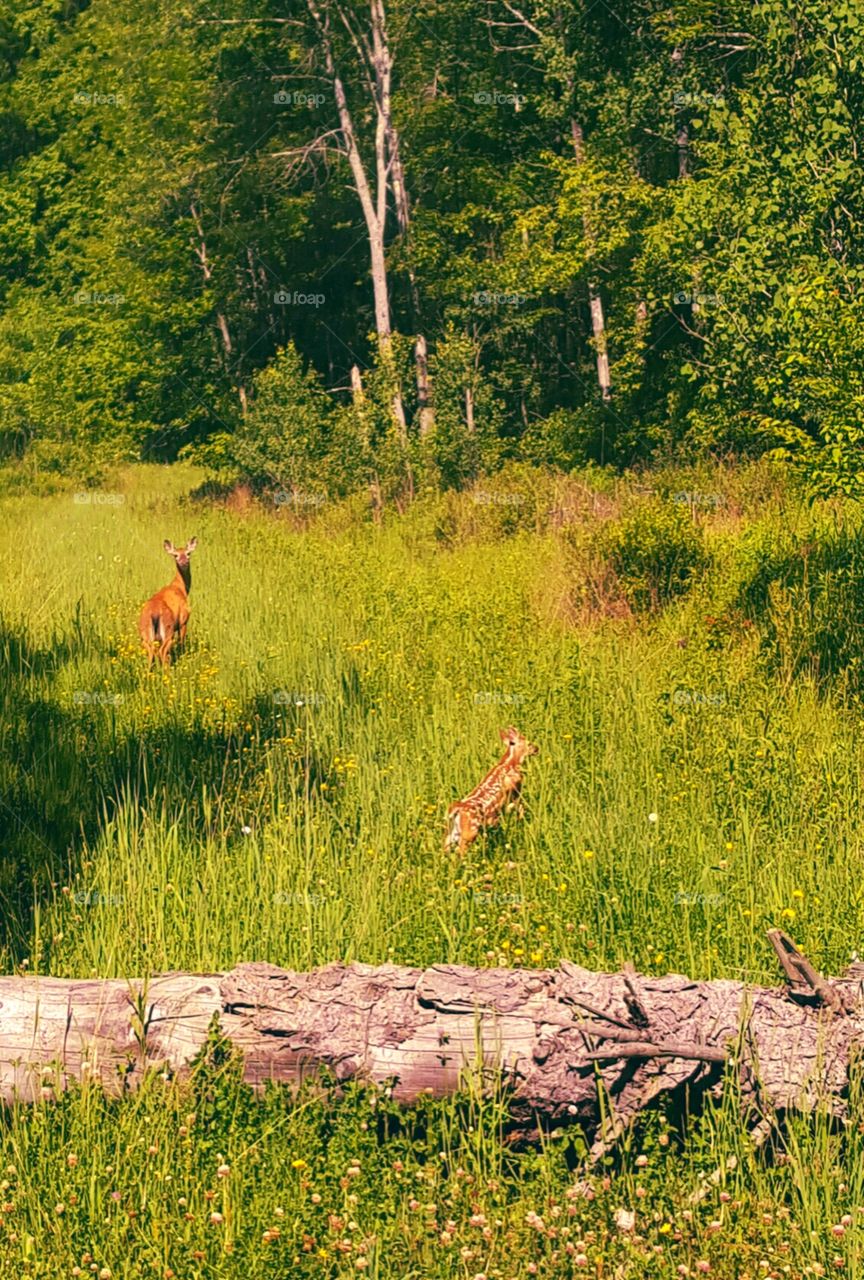 deer spring