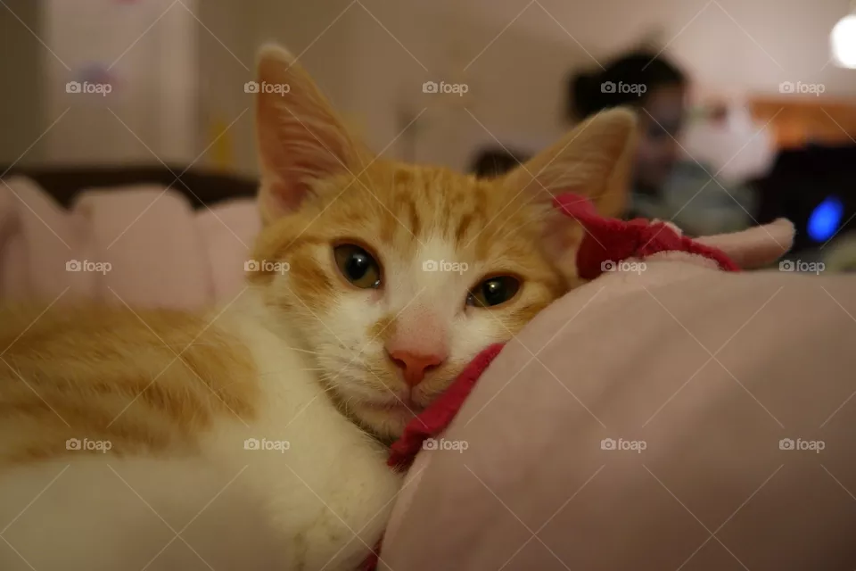 Sad Kitten