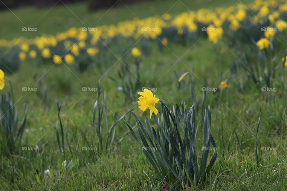 Daffodils 