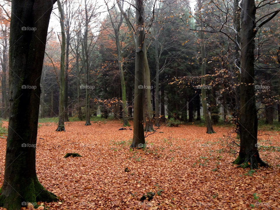 lyminge forest kent trees woods autumn leaves by dannytwotaps