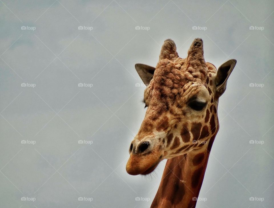 Giraffe Close Up