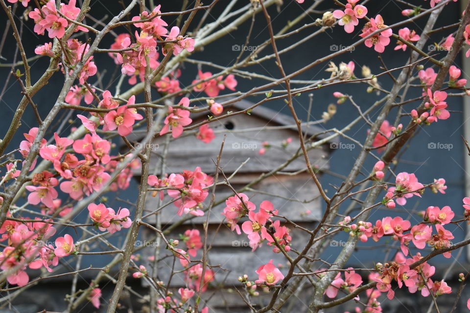 blooming flowers in front of a bee box