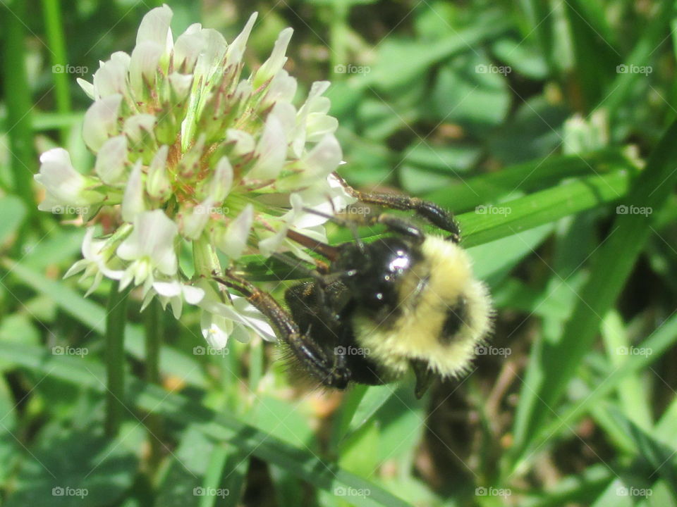 Nature, Bee, Insect, Flower, Summer