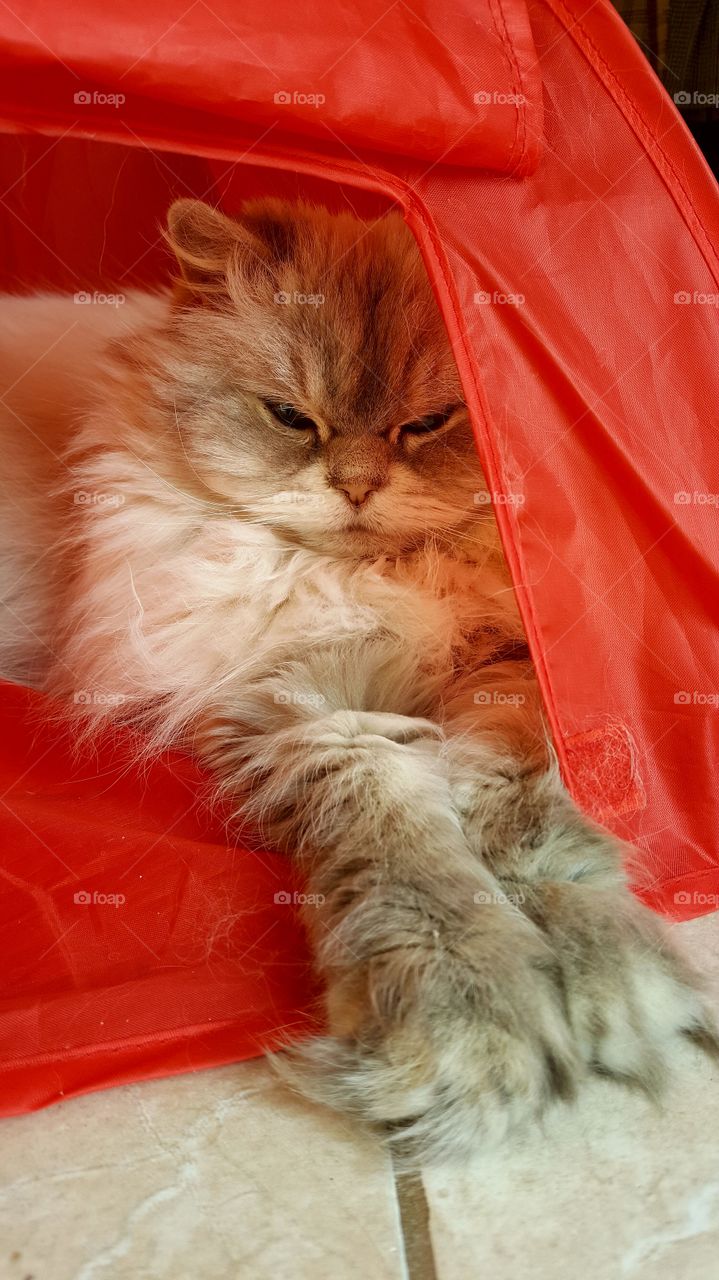 Sugar relaxing in her cat tent