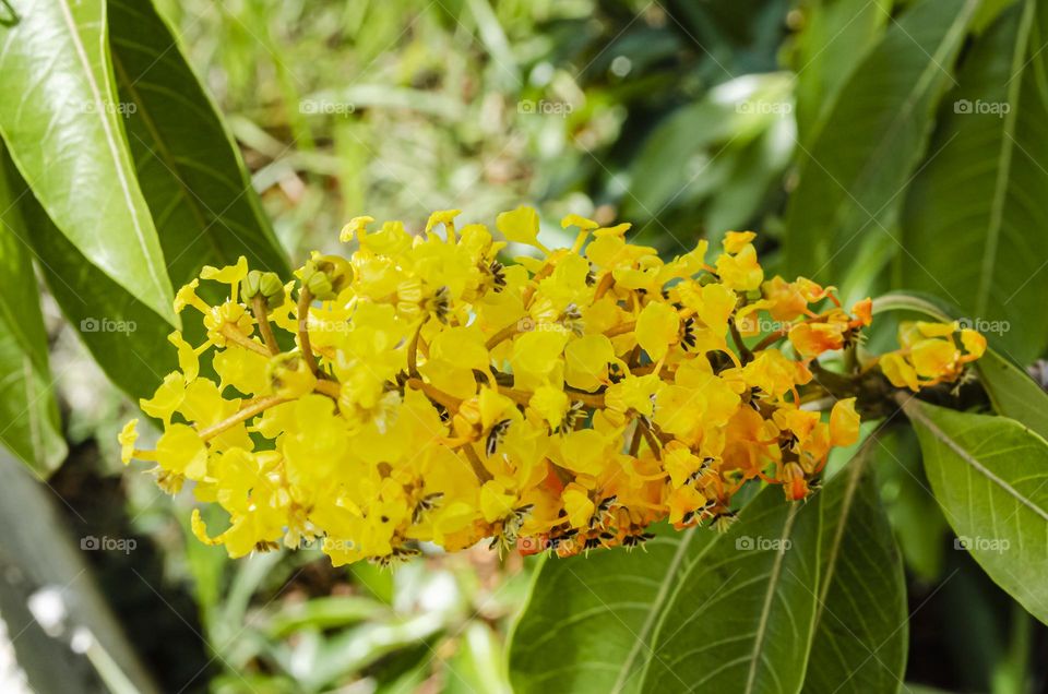 Kraabu (Hogberry) Tree Blossoms Closeup