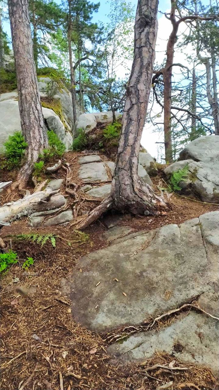 Ukrainian Carpathian Mountains