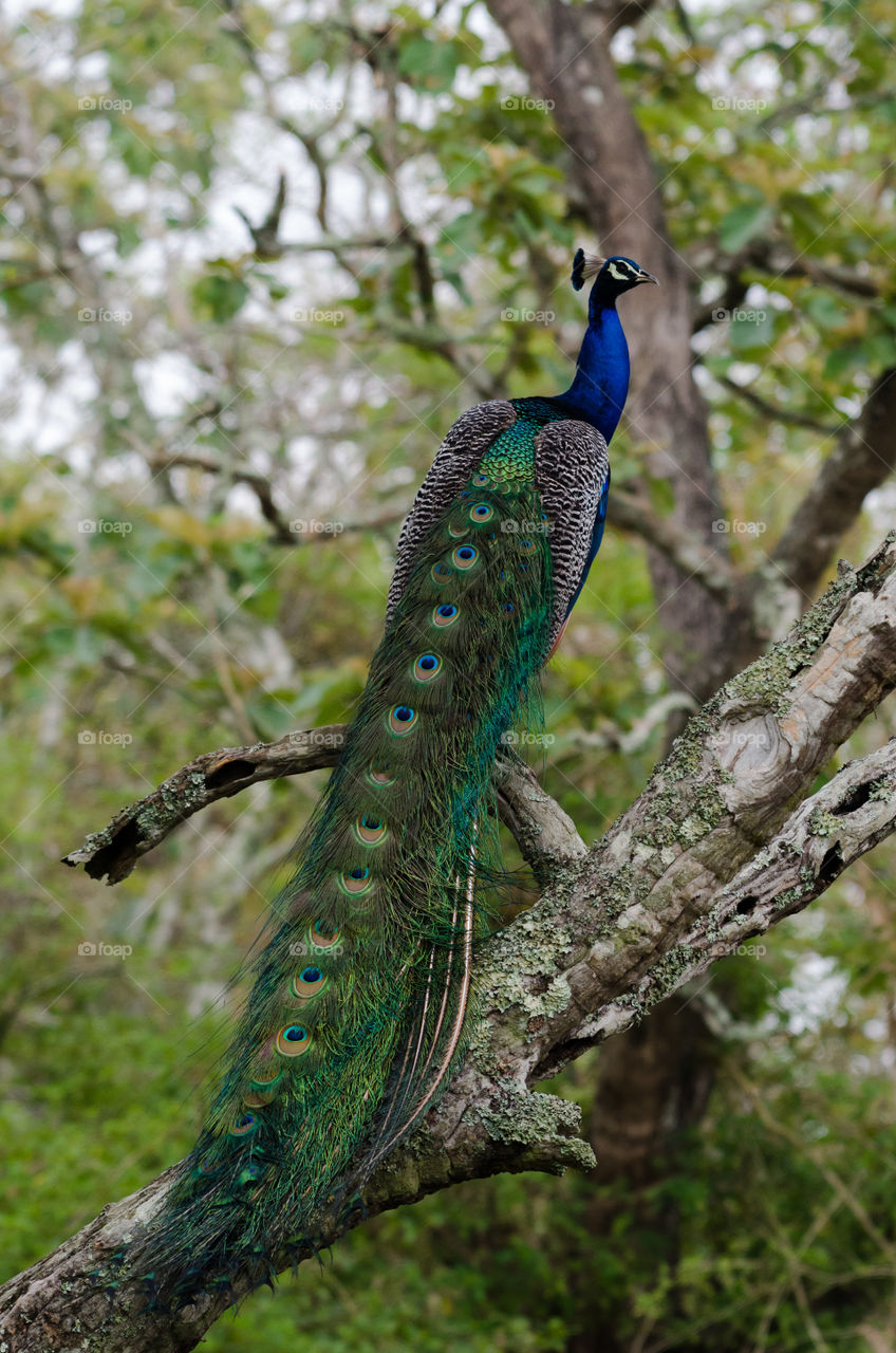 A beautiful peacock sitting on a tree at Dawn