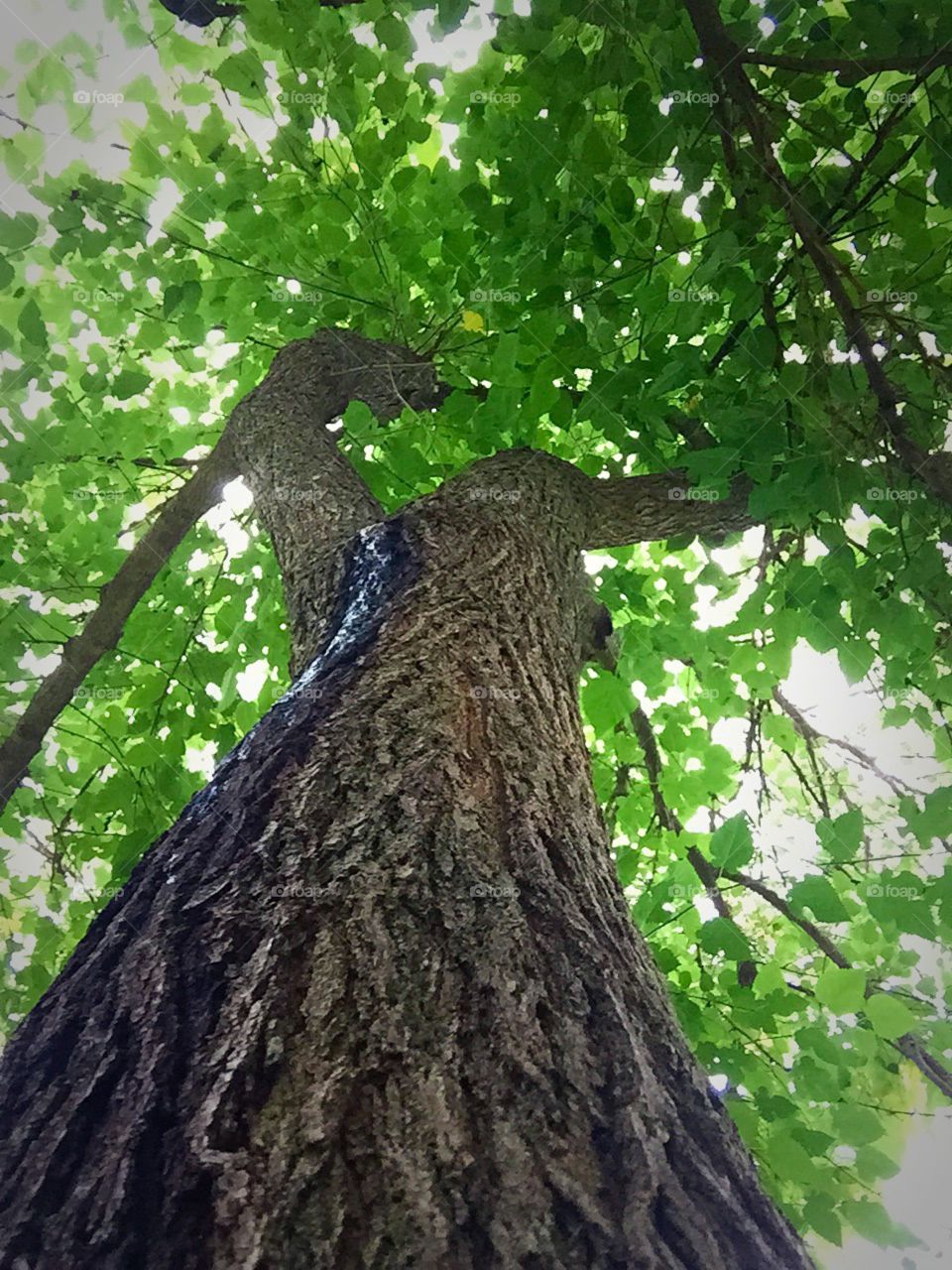 Up the Mulberry Tree