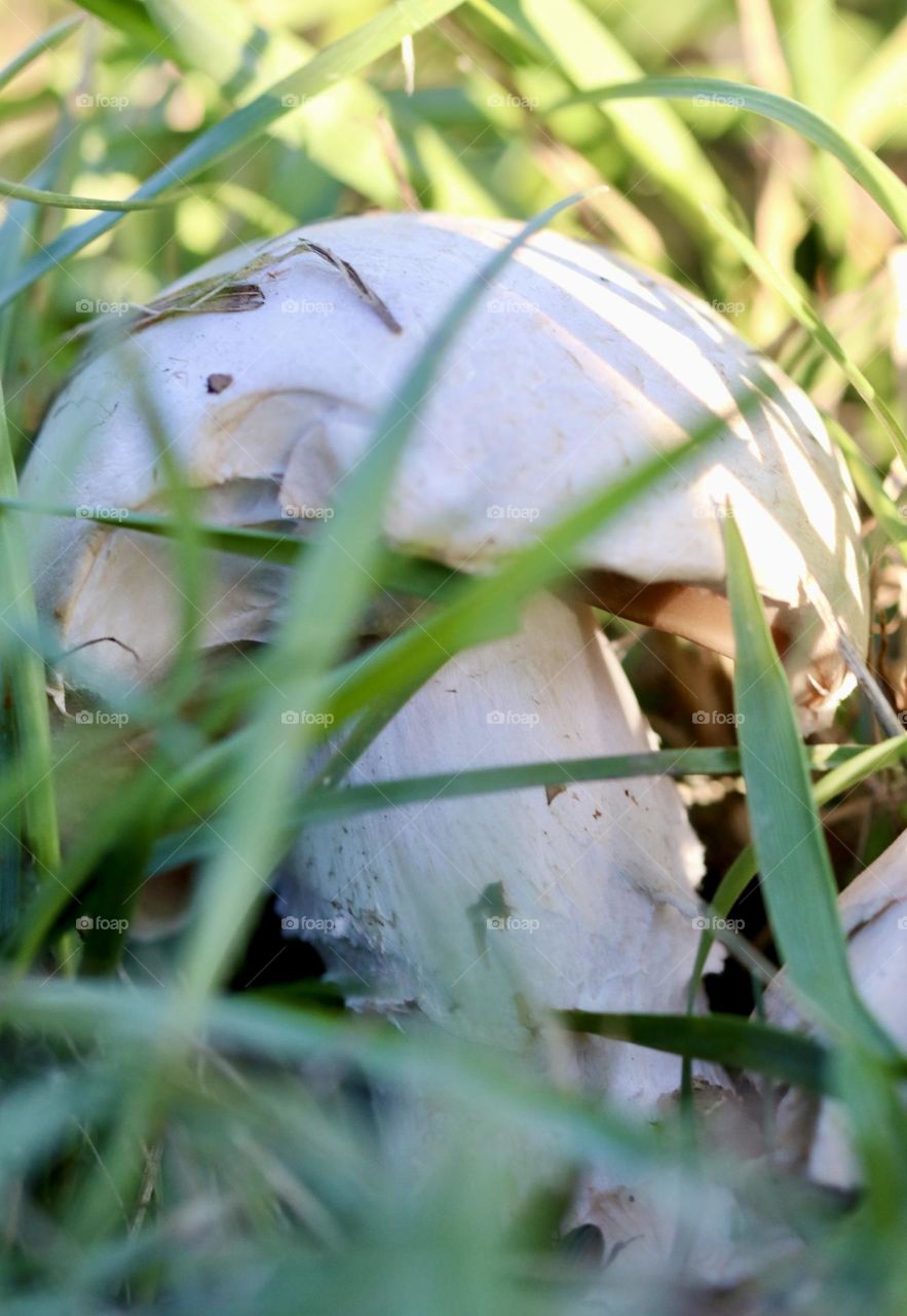 Mushroom hiding in the grass