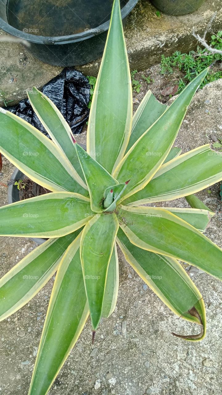 One type of mother-in-law's tongue plant