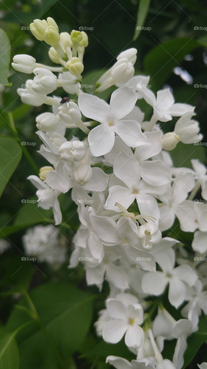 White Lilacs