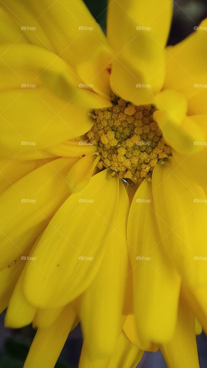 Yellow Flower After a rainy day