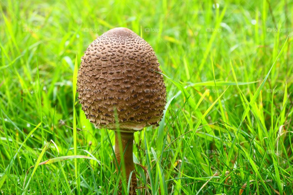 Parasol am Wegesrand