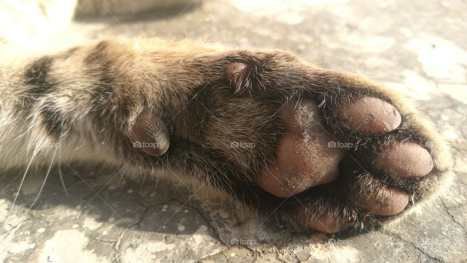 cat paw