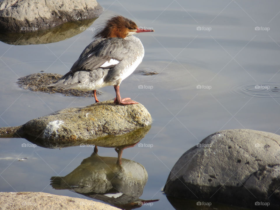 Virginia Lake