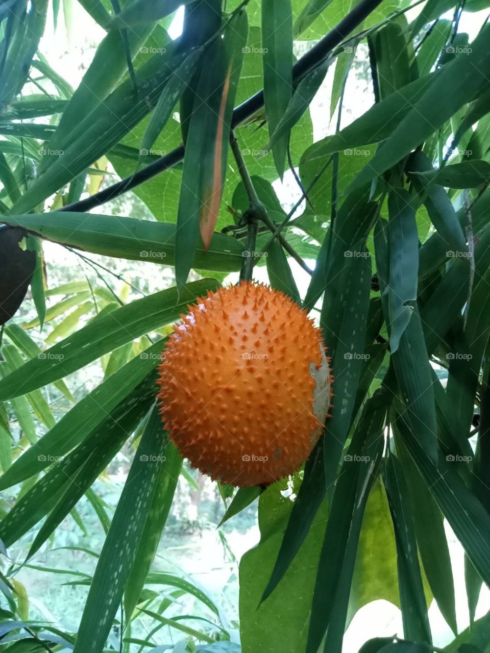 Green X Orange , Thailand 🇹🇭