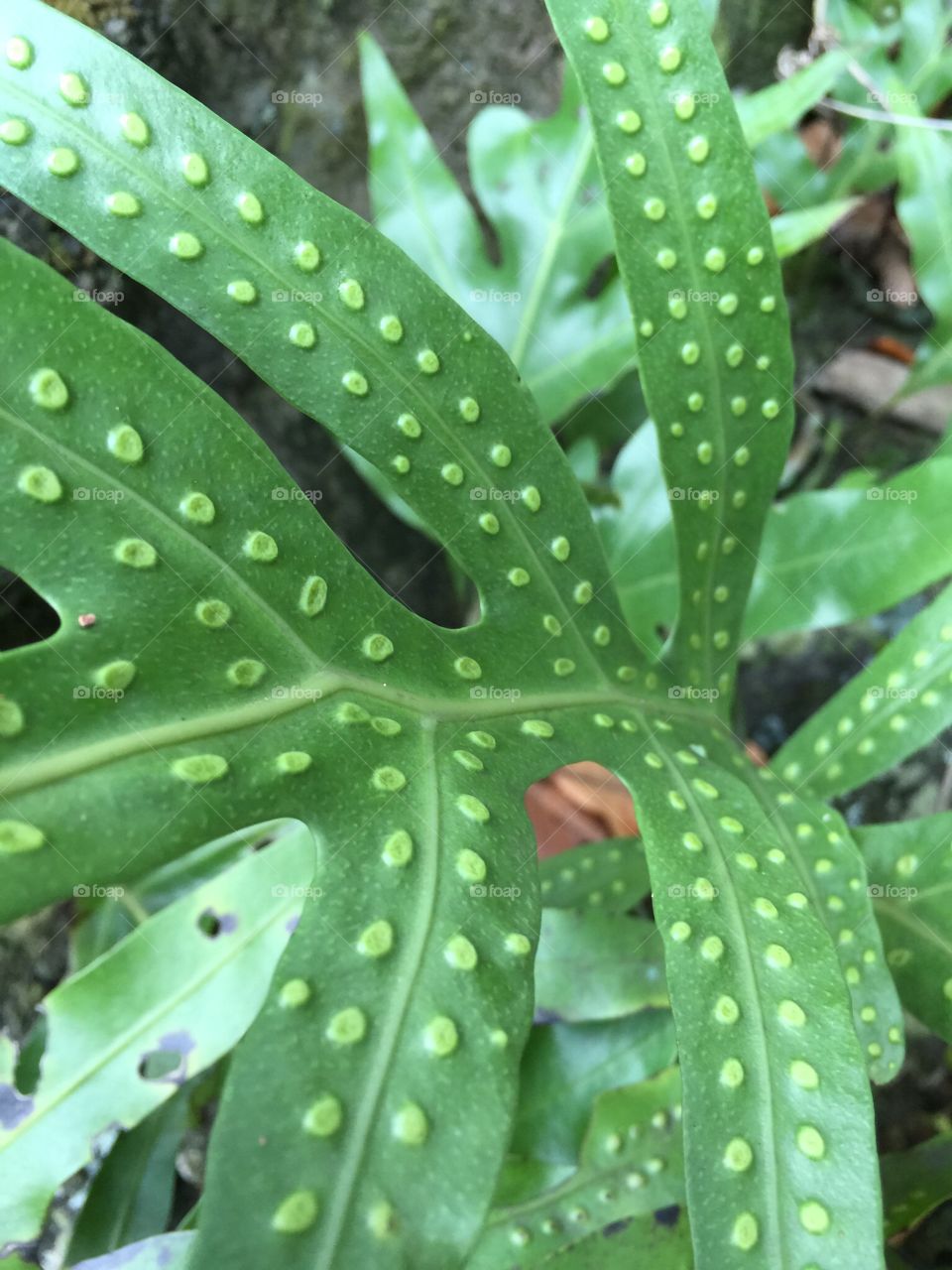 Fern in seed