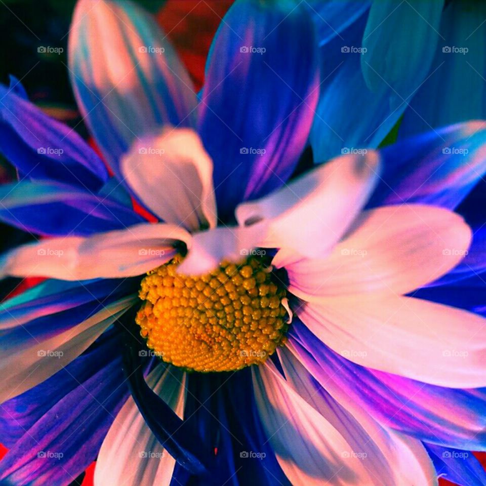 Flower, Nature, Color, Bright, Floral