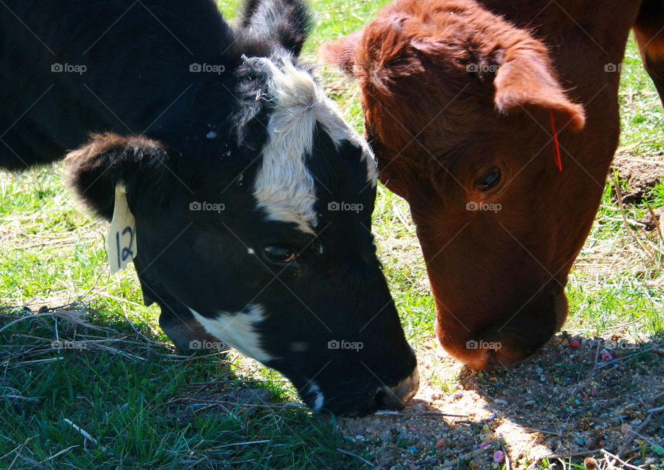 Close-up of two cows grazing